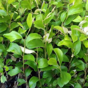 ৩ পিস বারোমাসি বড়ই চারা